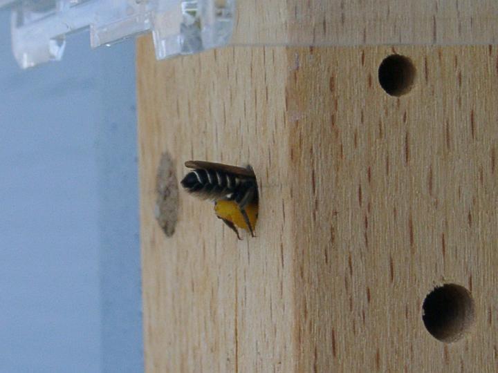 03200131.JPG - Luzerneblattschneiderbiene - Megachile rotundata, ein guter Best�uber der Luzerne. Diese Art wird in USA gewerbem��ig gez�chtet zur Steigerung der Saatgutertr�ge der Luzerne.