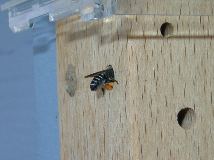 06271755.JPG - Luzerneblattschneiderbiene - Megachile rotundata.