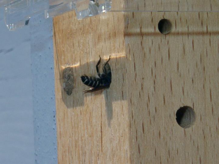 06271905.JPG - Luzerneblattschneiderbiene - Megachile rotundata.