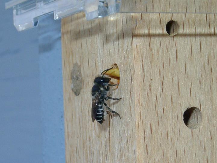 06271938.JPG - Luzerneblattschneiderbiene - Megachile rotundata.