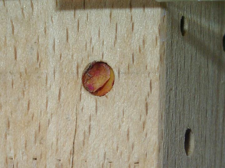 06272295.JPG - Der nahezu vollendet Verschluss: Luzerneblattschneiderbiene - Megachile rotundata, ein guter Best�uber der Luzerne.