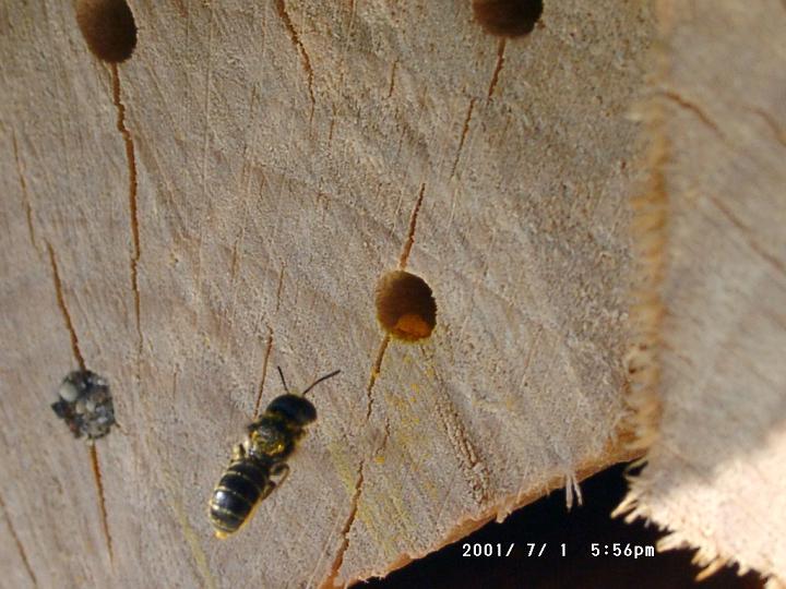 07010835.JPG - Vermutlich eine Scherenbiene-Chelostoma.