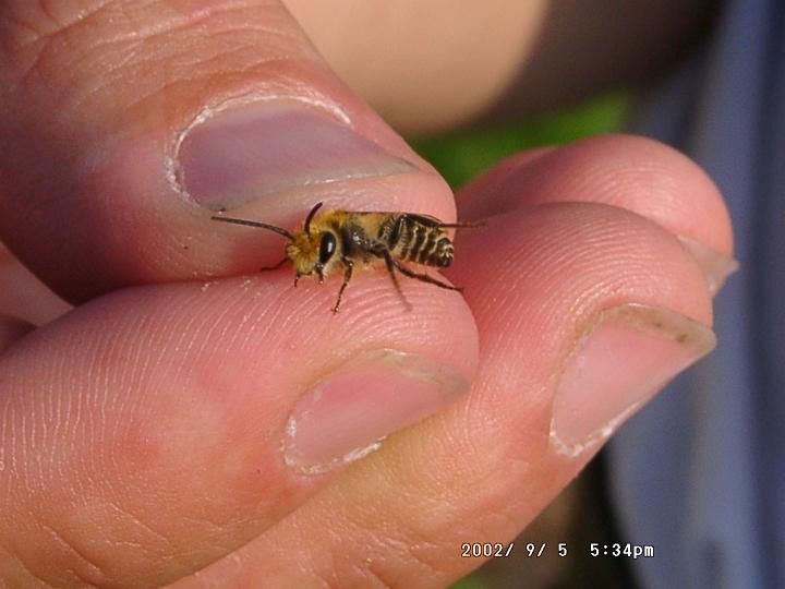 09050032.JPG - Aufgenommen im Kaiserstuhl: vermutlich eine Seidenbienenart: Colletes.