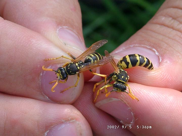 09050034.JPG - Zwei Gallische Feldwespen/Polistes dominulus, sehr h�ufige Art auch im Siedlungsbereich. Aufgenommen im Kaiserstuhl.