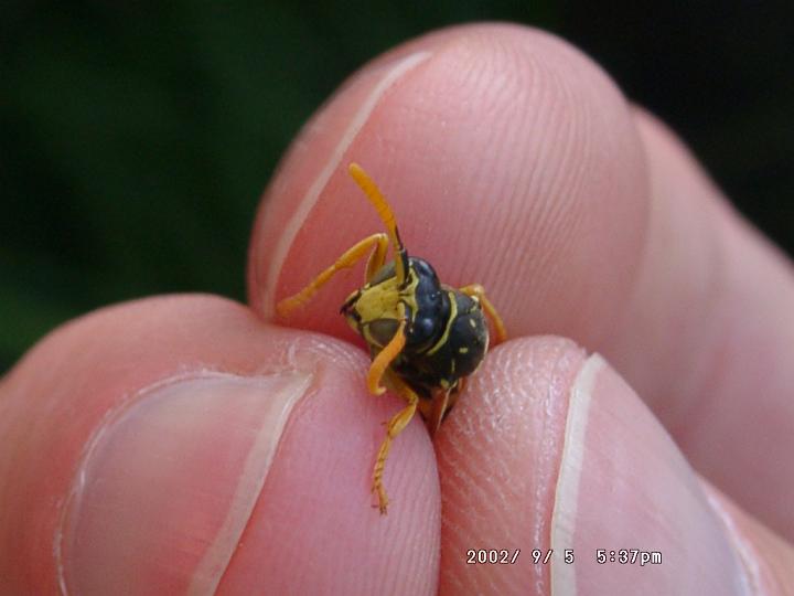 09050036.JPG - Gallische Feldwespen/Polistes dominulus, sehr h�ufige Art auch im Siedlungsbereich.Aufgenommen im Kaiserstuhl.